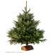 Sapin de Noël coupé Nordmann