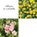 Collezione di 2 potentilla