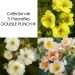 Collezione di 3 Potentille DOUBLE PUNCH ®