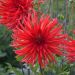 Dahlia Cactus Joker