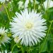Dahlia dentelle White Lace