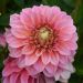 Dahlia nain double Macaron