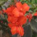 Canna nain Corail