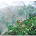Rete Anti Insetti per Orto Biocontrol