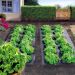 Film per pacciamatura biodegradabile TERRAFILM BIO