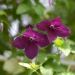 Clématite ou Clematis viticella 'Black Prince'