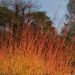 Cornus sanguinea WINTER FLAME ® Anny Le pot de 7.5L