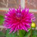 Dalia cactus a grandi fiori Purple Gem