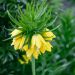 Couronne Imperiale Lutea