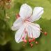 Géranium vivace macrorrhizum Spessart