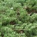 Juniperus Horizontali Prince of Wales
