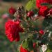Rosier grimpant Florentina