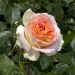 Rosier à grandes fleurs Alphonse Daudet