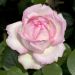 Rosier à grandes fleurs Honore de Balzac