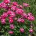 Pink Double KNOCK OUT ® Radtkopink