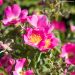 Rosa FRIENDLY ® Purple Meicosme