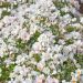 Rosa CHAMPS ELYSEES ® Meiplumty