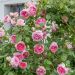 Rosa rampicante Mini Pierre de Ronsard ® Meibigboni