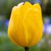 Tulipano Darwin Golden Apeldoorn