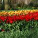 Tulipano Botanico Showwinner
