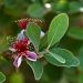 Goyavier del Brasile, Acca sellowiana o Feijoa sellowiana