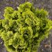 Faux cyprès Hinoki du Japon doré ou Chamaecyparis obtusa ‘Aurora’