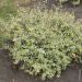 Abélia panaché ou Abelia grandiflora SPARKLING SILVER ®