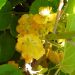Kiwi mâle, Actinidia deliciosa ou Actinidia chinensis ‘Tomuri’