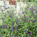 Sauge arbustive ou Salvia jamensis VIOLETTE DE LOIRE ® ‘Barsal’