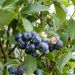 Myrtillier ou Vaccinium corymbosum ‘Patriot’