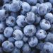 Myrtillier ou Vaccinium corymbosum ‘Patriot’
