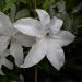 Clématite ou Clematis X BEAUTIFUL BRIDE ® Meilland Richardier