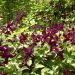 Clématite ou Clematis viticella 'Black Prince' Meilland Richardier