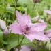 Clématite ou Clematis X 'Hagley Hybrid' Meilland Richardier