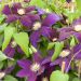 Clématite ou Clematis X ‘The Vagabond’ Meilland Richardier