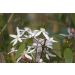 Clématite du Père Armand ou Clematis armandii ‘Little White Charm’ Meilland Richardier
