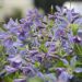 Clématite integrifolia BLUE RIVER ® ‘Zoblueriver’