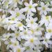 Clématite ou Clematis X cartmanii AVALANCHE ® ‘Blavaal’ Meilland Richardier