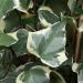 Edera algerina variegata o Hedera algeriensis 'Gloire de Marengo'