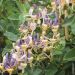Caprifoglio o Lonicera periclymenum CAPRILIA ® Ever ‘Inov42’