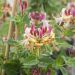 Chèvrefeuille, Lonicera periclymenum CAPRILIA ® Imperial ‘Inov86’ Meilland Richardier