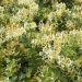 Chèvrefeuille grimpant, Lonicera periclymenum SCENTSATION ® en situation
