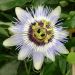 Passiflore caerula CLEAR SKY ® Meilland Richardier