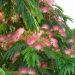 Albizia julibrissin Meilland Richardier, détail fleurs et feuillage