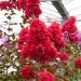 Lagerstroemia indica DYNAMITE ‘Whit II’ ou Lilas des Indes rouge