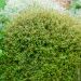 Lonicera nitida Tidy Tips Panmin boule, arbuste Meilland Richardier