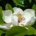 Magnolia grandifora parfumé Meilland Richardier