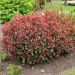 Photinia X fraseri 'Carré Rouge' Meilland Richardier