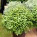 Pittosporum tenuifolium ‘Golf Ball’ ou pittospore à petites feuilles taillé en boule