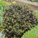 Pittosporum tenuifolium ‘Tom Thumb’ ou pittospore à petites feuilles pourpres taillé en boule